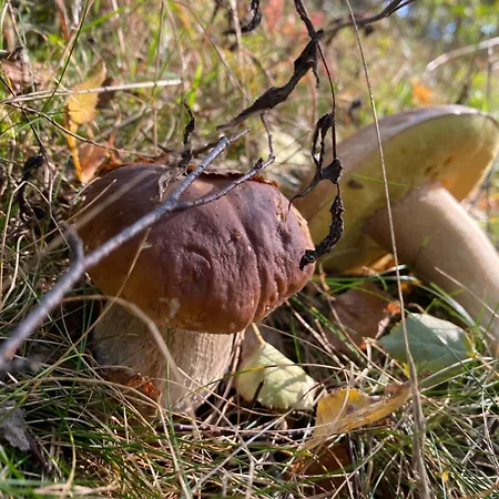 Σπίτι διακοπών Przysowie - Gory Sowie