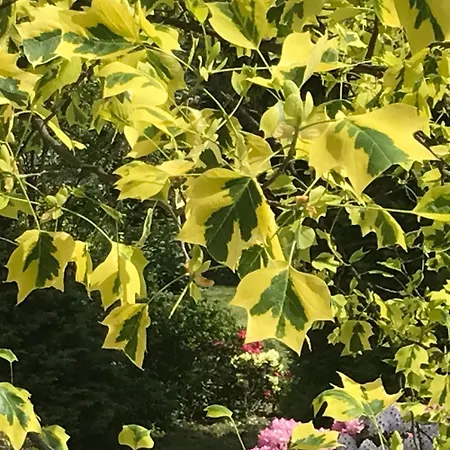 Σπίτι διακοπών Przysowie - Gory Sowie Rosciszow