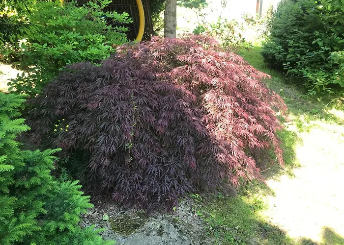 Przysowie - Gory Sowie Casa vacanze Rosciszow